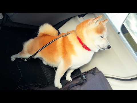 おさんぽリーダーとして、鋭い眼光でおさんぽメンバーが揃うのを待っている柴犬 サムネイル