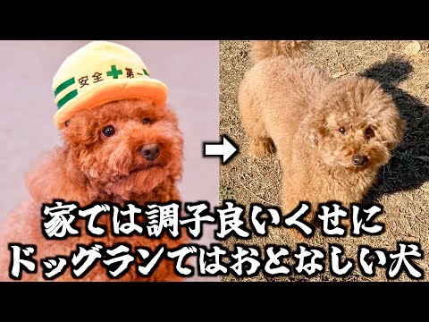 家では調子良いくせにドッグランではおとなしいトイプードル。 サムネイル