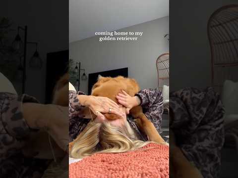 conversations with my golden retriever🥺goldenretreivers dog… サムネイル