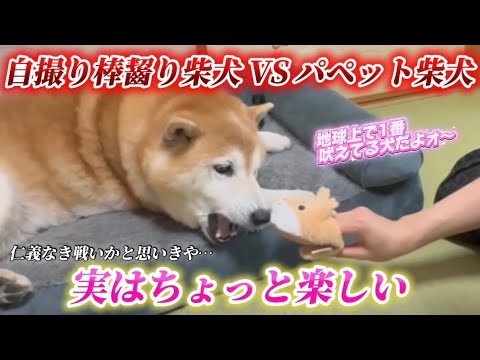 柴犬福 姉の自撮り棒奪った柴犬と姉の戦い🤣Sister vs Shiba Inu🤣 サムネイル