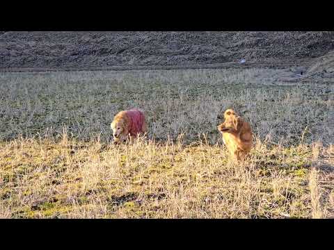 寒いけどホットな二頭を見ていると楽しくなるゴールデンレトリバーとの夕方散歩。 サムネイル