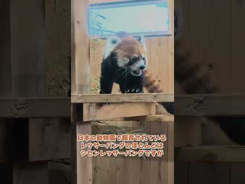 【東山動植物園】とっても可愛い💕レッサーパンダ✨　#shorts サムネイル