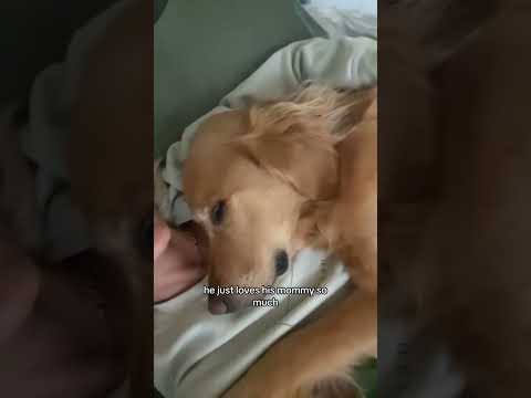 coming home to my golden retriever🥵 goldenretreiver dog ind… サムネイル