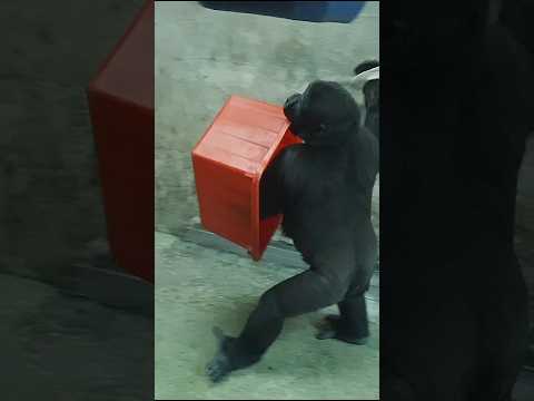 Ringo拿橘桶走,咬橘桶好可愛 gorilla gorillatag 金剛猩猩 taipeizoo 台北市立動物園 サムネイル