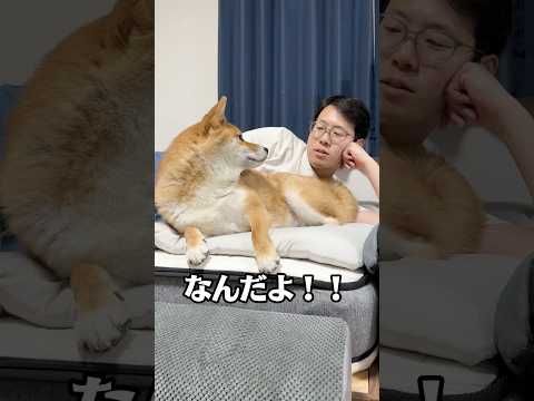 柴犬と人間のケンカ①　柴犬 shorts サムネイル
