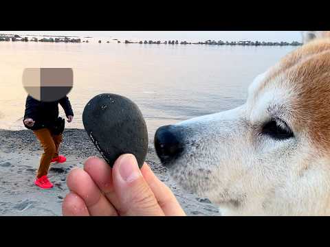 水切り大会に参戦するも、選び抜かれた石より自分の頭が丸くて恐縮してしまう柴犬 サムネイル