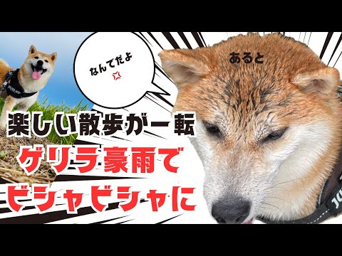突然のゲリラ豪雨でビシャビシャになった栗太郎🌰☂️ サムネイル