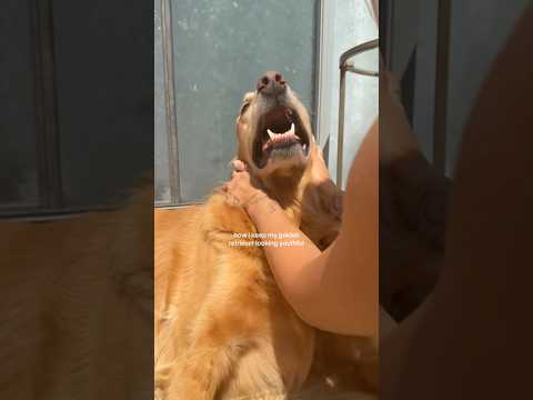 coming home to my golden retriever🥵goldenretreivers dog pup… サムネイル