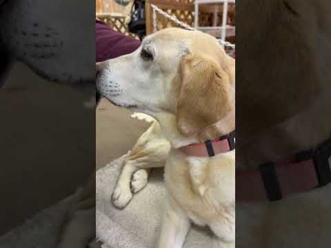 shorts ダイチくん　ワンニャンリビング　那須どうぶつ王国にて　2026年1月30日 サムネイル