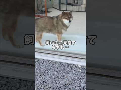柴犬12歳愕然…ついに…😱 サムネイル