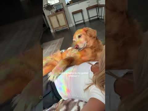 coming home to my golden retriever🥵 goldenretreiver dog ind… サムネイル