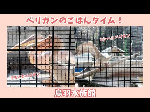 【鳥羽水族館】ペリカンのごはんタイム！🌞 サムネイル