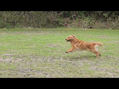 残り時間わずか？　田んぼランはゴールデンレトリバーの為の運動場？ サムネイル