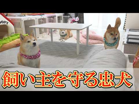 苦しむ飼い主の安全を必死に確保し、最後に超ド級のオチをつける柴犬に感動と笑いを頂きました。 サムネイル