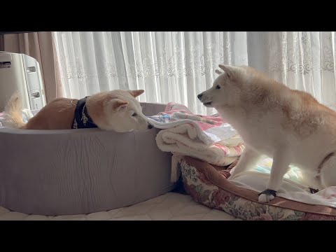 年末最後に柴犬あいたん、永遠のライバルが家にやってきました。 サムネイル
