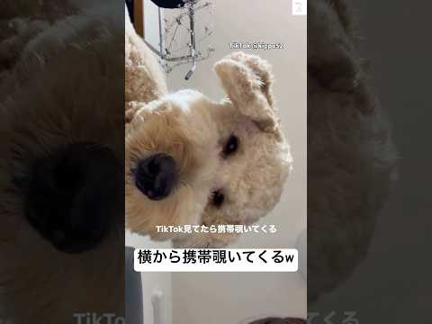 携帯見てたら、視線が近すぎる犬😂　ゴールデンドゥードル 大型犬　犬　面白い　かわいい犬 サムネイル