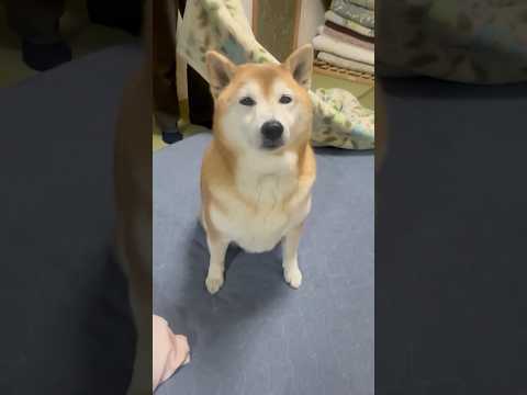 柴犬福 おばあさんが寝る前の時の柴犬🤣Why here🤣shorts funny funnydog 柴犬 shibai… サムネイル