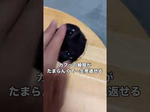 ちょっと前のお気に入り動画 黒猫 猫 保護猫 子猫 サムネイル