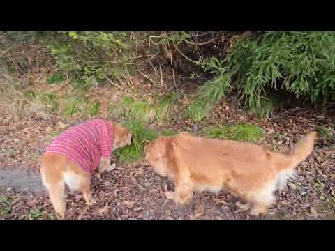 狐に呼ばれた？　服着て散歩するゴールデンレトリバーの８歳。「寒いからじゃないよ」 サムネイル