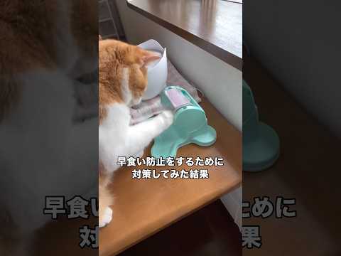 ごはんを食べるのが本当に早い愛猫のために対策したら1回1回ごはんが出てるか確認してた マンチカン 子猫 マンチカン短足… サムネイル