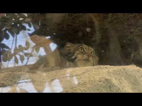 ケンカを始めたレッサー姉妹を食い入る様に見つめるオトちゃん　マヌルネコ　神戸どうぶつ王国にて　2025年12月29日 サムネイル