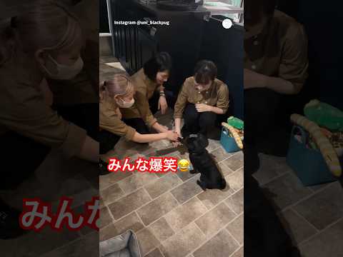 みんな爆笑😂『えいえいおー』に参加するパグ　　パグ　犬　面白い　犬のいる暮らし かわいい犬 サムネイル