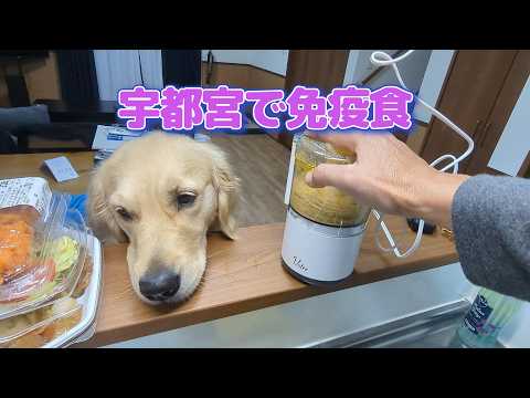 宇都宮でトラブル発生な夜。ゴールデンレトリバーティト
