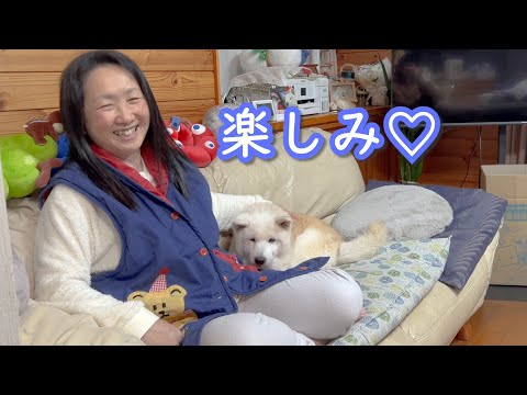 初孫に会えるのが嬉しすぎてニヤニヤが止まらない母と柴犬とサモエド サムネイル