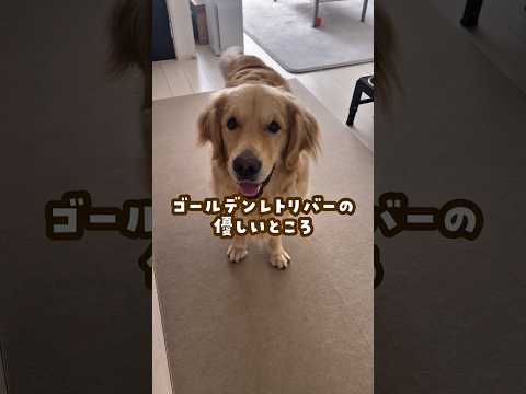 ゴールデンレトリバーの優しいところ ゴールデンレトリバー 大型犬のいる生活 goldenretreiver サムネイル