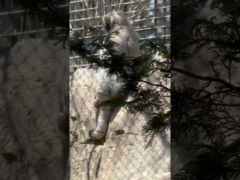 shorts ナゴムくん登る！　マヌルネコ　那須どうぶつ王国にて　2026年4月11日 サムネイル