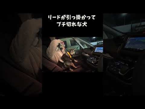 リードが引っ掛かってブチ切れな犬 サムネイル