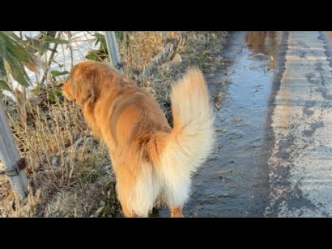 【大爆笑】全力疾走からのみごとな転倒！個性大爆発のワンコたち大集合ライブ サムネイル