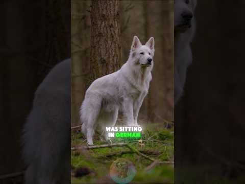 The Untold Story of the White German Shepherd dog germanshe… サムネイル