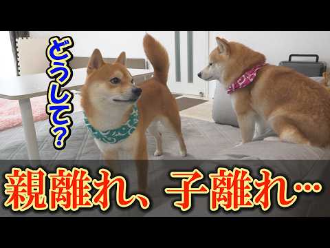 わが子のように可愛がっていた弟柴犬を無視・・・一体どうして・・・ サムネイル
