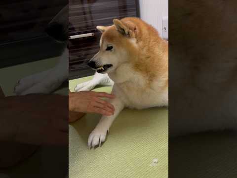 柴犬福 母に手毛を取られてイライラしている柴犬🤣Mother and Shiba🤣shorts ペキ柴 japanes… サムネイル