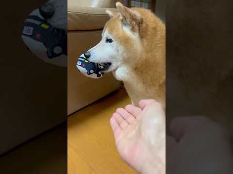 柴犬福 パトカーに反撃する柴犬🤣Bad boy🤣shorts funny funnydog dogshorts 柴犬… サムネイル