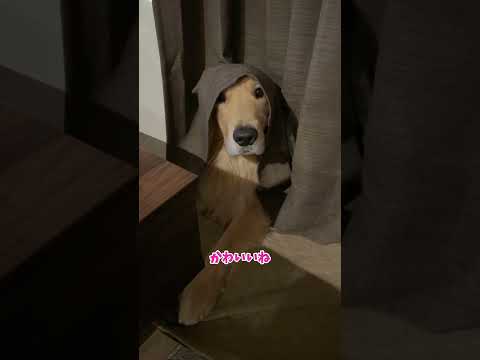 美味しくはないらしい 大型犬 ゴールデンレトリバー サムネイル