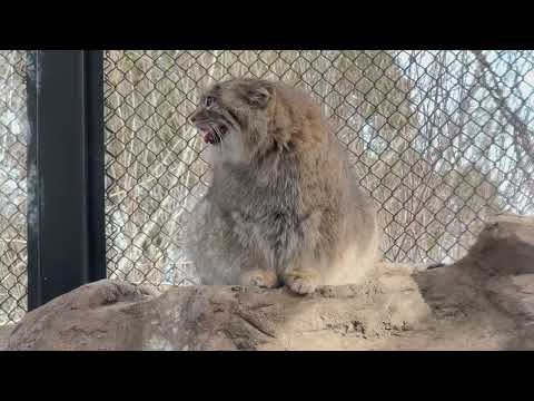 オリちゃんが上から観察しているモノは？　マヌルネコ　埼玉県こども動物自然公園にて　2026年3月7日 サムネイル