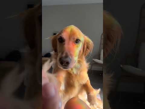 coming home to my golden retriever🥵 goldenretreiver dog ind…