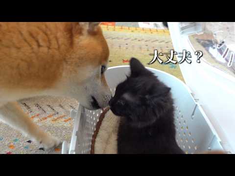 子猫の病院で心配する柴犬‥数分後、爆笑の展開へ。 サムネイル