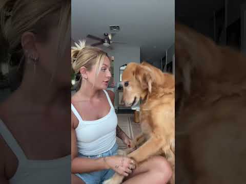 coming home to my golden retriever🥵 goldenretreiver dog ind…