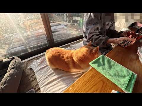 コモモの頃からの定位置でゴハンを見守り続けるモモさん(9) サムネイル