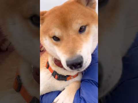 これからも一緒に笑って生こう！　柴犬　柴犬とん サムネイル