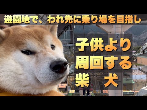 遊園地で、子供より先に乗り場を目指し、子供より周回する柴犬。さがみ湖MORI MORI サムネイル