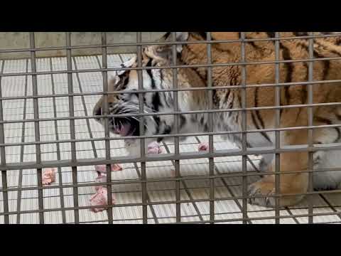 再び食べ始めたサーシャちゃん　アムールトラ　浜松市動物園にて　2026年2月15日 サムネイル