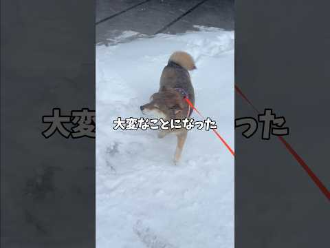 大雪の日の柴犬🐕が子供たちのために！ サムネイル