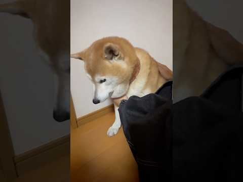 柴犬福 姉のだる絡みに疲れ切り、露骨に態度に出すえのき先輩🤣Sis and Shiba🤣姉と柴 shorts funn… サムネイル