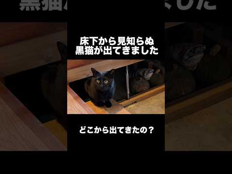 床下から見知らぬ猫が出てきて愛犬がパニックになりました😂【ゴールデンレトリバー・ボーダーコリー】shorts サムネイル