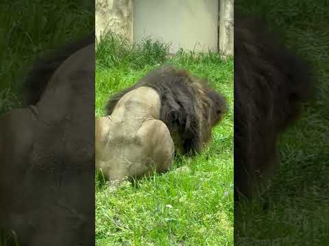 shorts アレンくん 鹿肉と向き合う😊　屠体給餌「ライオンのガブガブタイム」　千葉市動物公園にて　2026年4月1…