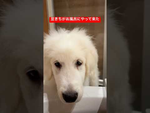 豆きちがやって来た🫘🐐 サムネイル